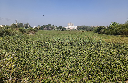 Bidare Agrahara Lake (Before)