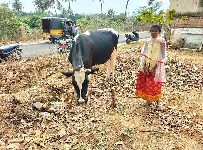 Ramachandrappa and his livestock