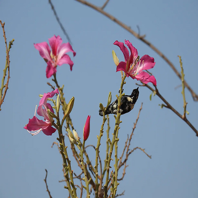 Biodiversity Initiatives