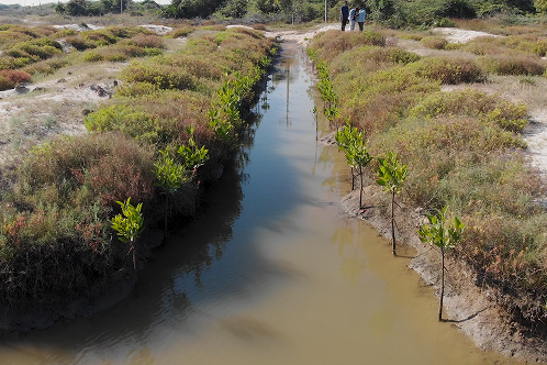 Mangroves Matter 2
