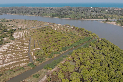 Mangroves Matter 3