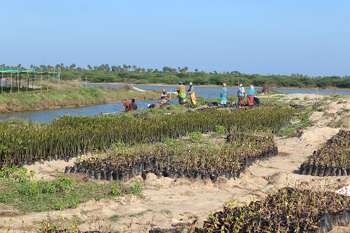 Mangroves Matter 4